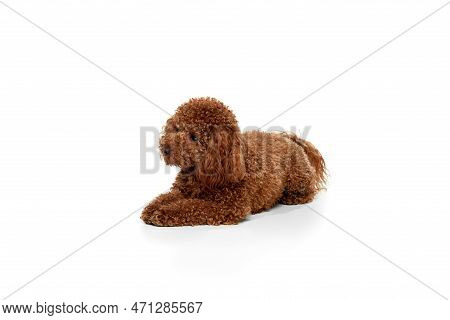 Studio Shot Of Adorable Curly Red-brown Poodle Dog Isolated Over White Studio Background. Pet Looks 