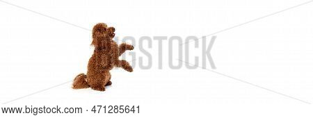 Studio Shot Of Adorable Curly Red-brown Poodle Dog Isolated Over White Studio Background. Pet Looks 
