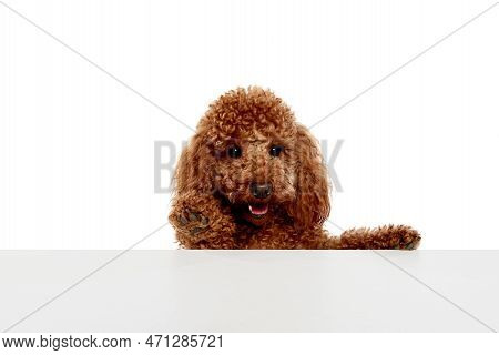 Studio Shot Of Adorable Curly Red-brown Poodle Dog Isolated Over White Studio Background. Pet Looks 
