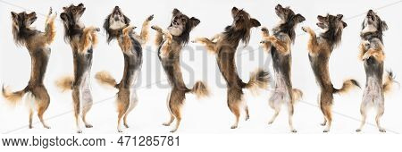 Of Multiple Views Of A Standing Female On Two Hind Legs. Panoramic View. Multi-breed Dog.