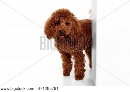 Cute Red-brown Poodle Dog Posing Over White Studio Background. Pet Looks Happy, Healthy And Groomed.