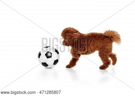 Cute Red-brown Poodle Dog Playing With Football Ball Over White Background. Pet Looks Happy, Healthy