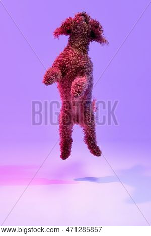 Dynamic Portrait Of Active Playful Red-brown Poodle Dog Jumping And Flying Over Purple Background In