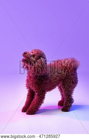 Portrait Of Charming Brown Poodle Dog Standing And Looking Up Over Purple Background In Neon Light F