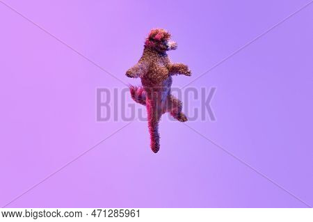 Dynamic Portrait Of Active Playful Red-brown Poodle Dog Jumping And Flying Over Purple Background In