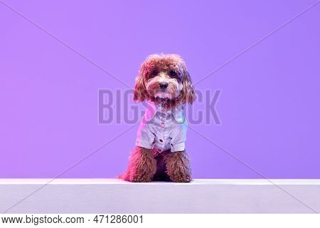 Portrait Of Charming Brown Poodle Dog Wearing Animal Clothes Looking At Camera Over Purple Backgroun