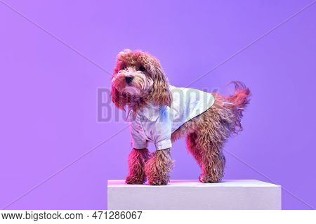 Portrait Of Charming Brown Poodle Dog Wearing Animal Clothes Posing Over Purple Background In Neon L