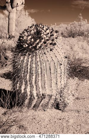 Arizona Barrel Cactus Ferocactus Wislizenii Close Up Infrared Sepia Toned