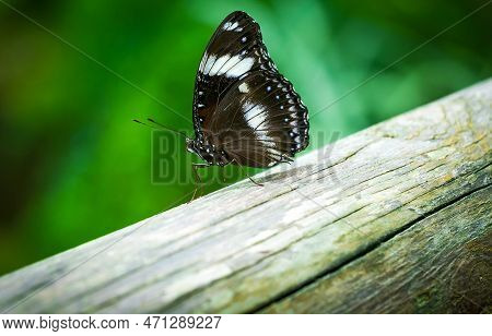 Butterfly , Cute Insect With Brown, White And Blue Colored Wings Sitting On Old Wood On Natural Back