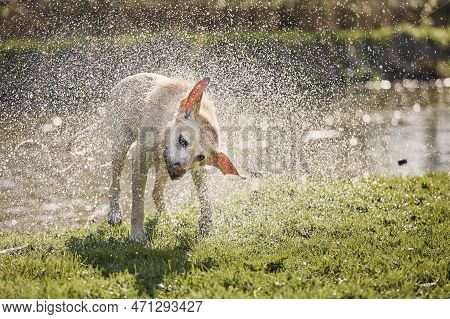 Dog Shaking Off Water. Wet Labrador Retriever On Riverside After Swimming.