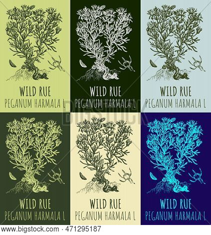 Set Of Drawings Wild Rue In Different Colors. Hand Drawn Illustration. Latin Name Peganum Harmala L.
