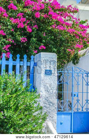 Traditional House And Floral Wall Of Bougainvillea In Fira The Capital Of Santorini, Greece