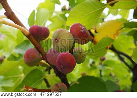 Fig, Or Fig Tree, Or Common Fig Tree Ficus Carica Is A Subtropical Deciduous Plant Of The Genus Ficu