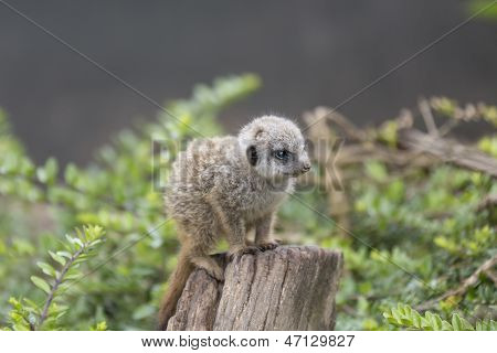 Baby Meercat