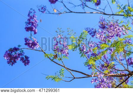 Beautiful Purple Flowers On The Tree. Waterberg Plateau National Park, Kalahari, Otjiwarongo, Namibi