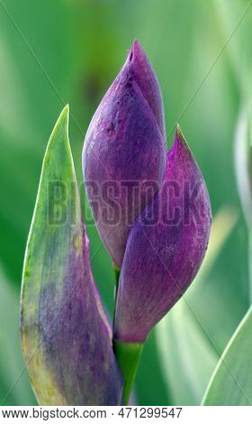 Purple Iris Buds Close-up. Brightl Spring Flowers