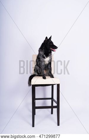 Mudi Shepherd In Front Of White Background Studio And Interior Photo