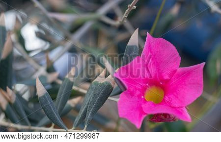 A Close-up Of The Beautiful Pink Flowers Of Mandevilla, Or Dipladenia Sanderi, A Blooming Flower.
