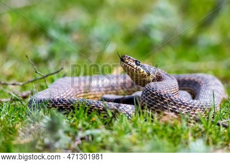 Close-up Of Blotched Snake Or Elaphe Sauromates Showing Its Tongue