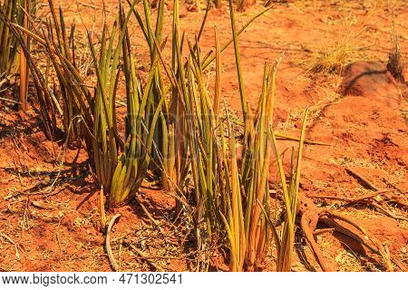 Sansevieria Stuckyi In Waterberg Plateau National Park, Kalahari, Otjiwarongo, Namibia, Africa. Beau