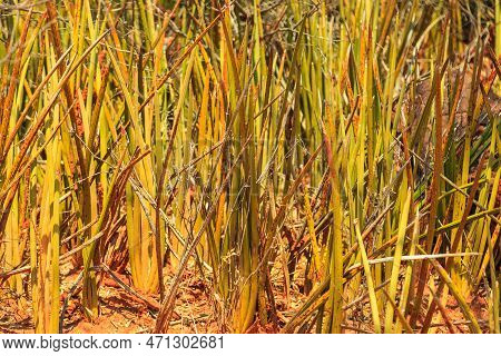 Sansevieria Stuckyi In Waterberg Plateau National Park, Kalahari, Otjiwarongo, Namibia, Africa. Beau