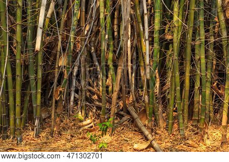 Bamboo Forest In In Waterberg Plateau National Park, Kalahari, Otjiwarongo, Namibia, Africa. Beautif