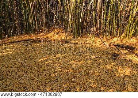 Bamboo Forest In In Waterberg Plateau National Park, Kalahari, Otjiwarongo, Namibia, Africa. Beautif