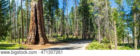 Panorama Of A Road Through Giant Sequoia In Sequoia National Park In California, Usa