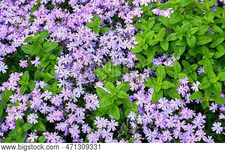 Pink Delicate Flowers Mattiola Bicornu With A Light Sunny Feeling