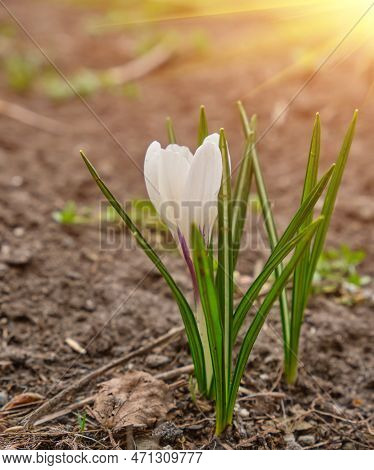 White Crocuses Growing On The Ground In Early Spring. First Spring Flowers Blooming In Garden. Sprin