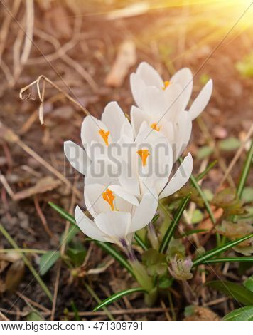 White Crocuses Growing On The Ground In Early Spring. First Spring Flowers Blooming In Garden. Sprin