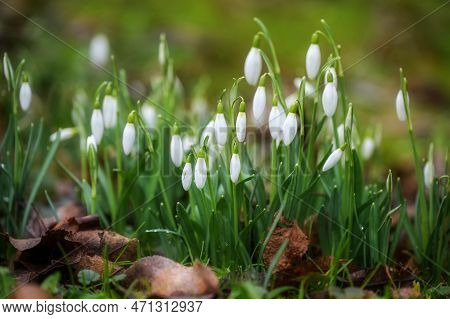 White Snowdrops (galantus) Growing In The Meadow Between Dry Winter Leaves In Early Spring, Copy Spa