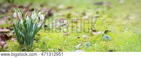 Flowering Snowdrops (galantus) Growing In The Green Lawn Between Moss And Dry Leaves, Spring Is Comi