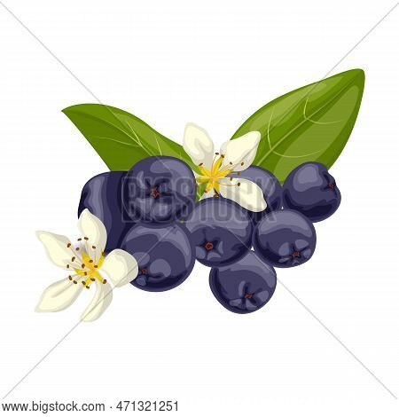 Chokeberry Food Berry Cartoon Vector Illustration Color Sign