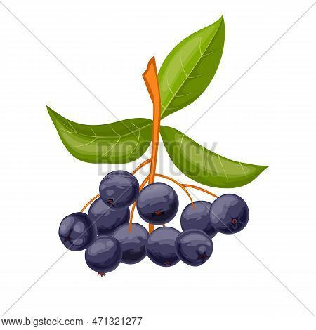 Chokeberry Food Berry Cartoon Vector Illustration Color Sign
