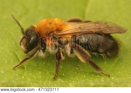 Detailed Closeup On An Adult Female Grey-patched Mining, Beeandrena Nitida, Sitting On A Green Leaf 