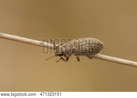 Natural Closeup On A Hairy Mediterranean Enicopus Beetle , Hanging On A Dried Straw