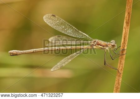 Natural Closeup On A Emerald Damselfly Spreadwing, Lestes Sponsa Hanging On A Straw Against A Blurre