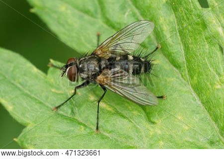 Detailed Closeup On A Hairy, Tachinid Fly, Thelaira Nigripes, Sitting On A Green Leaf In The Garden