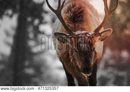 A Image Of Bull Elk, Mammoth Hot Springs