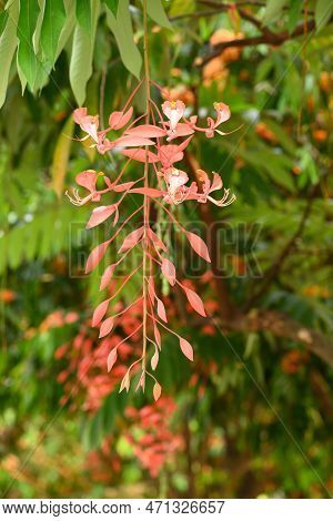 Red Amherstia Nobilis Flower On Tree, Pride Of Burma Tree