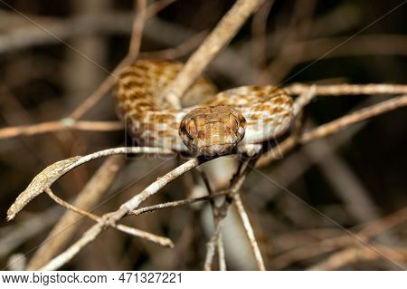 Malagasy Cat-eyed Snake, Madagascarophis Colubrinus Is A Species Of Snake Of The Family Pseudoxyrhop