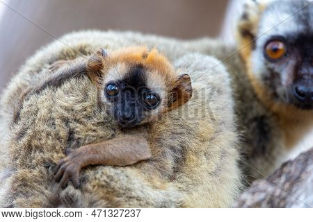 Red-fronted Lemur (eulemur Rufifrons), Female With Small Cute Baby. Endangered Endemic Animal In Kir