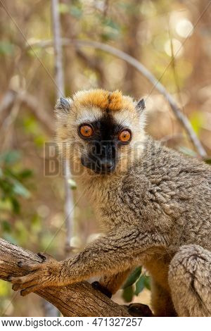 Red-fronted Lemur (eulemur Rufifrons), Female Hanged On Tree. Endangered Endemic Animal In Kirindy F