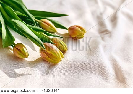 Colorful Tulips On Linen Fabric. Yellow Tulips On Wrinkled Coton Of Champagne Color. Muted Tone. Spr