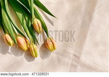 Colorful Tulips On Linen Fabric. Yellow Tulips On Wrinkled Coton Of Champagne Color. Muted Tone. Spr
