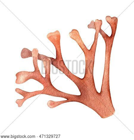 Sea Plant Rhodymenia Watercolor Illustration Isolated On White Background.