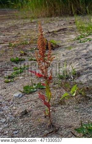 Part Of A Sorrel Bush Rumex Confertus Growing In The Wild With Dry Seeds On The Stem.