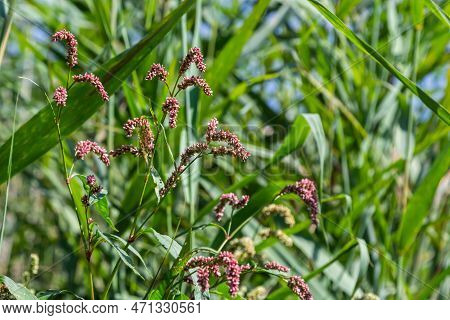 Persicaria Longiseta Is A Species Of Flowering Plant In The Knotweed Family Known By The Common Name