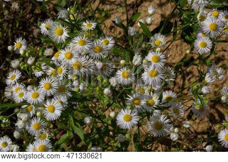 Erigeron Annuus Known As Annual Fleabane, Daisy Fleabane, Or Eastern Daisy Fleabane.